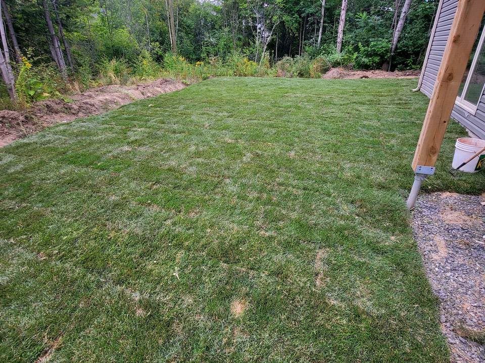The same backyard covered with new sod